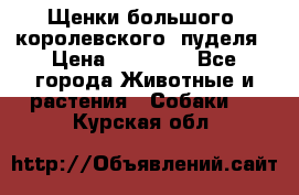 Щенки большого (королевского) пуделя › Цена ­ 25 000 - Все города Животные и растения » Собаки   . Курская обл.